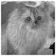 Cat 92 icon