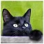 Cat 43 icon