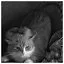 Cat 73 icon