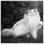 Cat 71 icon