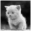 Cat 76 icon