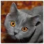 Cat 39 icon
