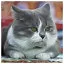 Cat 41 icon