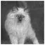 Cat 72 icon