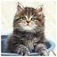 Cat 17 icon