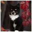 Cat 13 icon