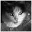 Cat 85 icon