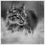 Cat 52 icon