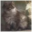 Cat 15 icon