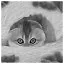 Cat 81 icon