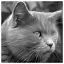Cat 87 icon