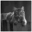 Cat 79 icon