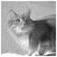 Cat 84 icon