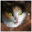 Cat 35 icon