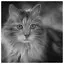 Cat 98 icon