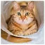 Cat 5 icon