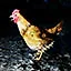 Chicken Hunter icon