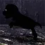 Poor Puppy icon