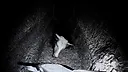 Beheaded Minotaur Screenshot 0