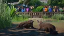 Planet Zoo: Wetlands Animal Pack Screenshot 5
