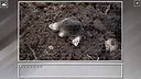 Super Jigsaw Puzzle: Generations - Random Animals 6 Screenshot 26