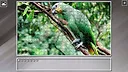 Super Jigsaw Puzzle: Generations - Random Animals 6 Screenshot 25