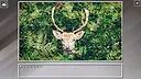 Super Jigsaw Puzzle: Generations - Random Animals 6 Screenshot 22