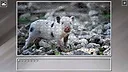 Super Jigsaw Puzzle: Generations - Random Animals 6 Screenshot 10
