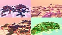 Moss Dwellers Screenshot 3