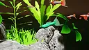 Fish Game - Free Fish Pack Screenshot 3