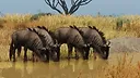 Planet Zoo: Grasslands Animal Pack Screenshot 1