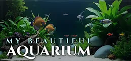 My Beautiful Aquarium