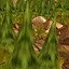 Forest-3 finished icon