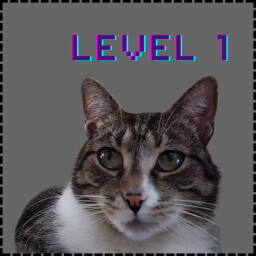 Level 1 Cat icon