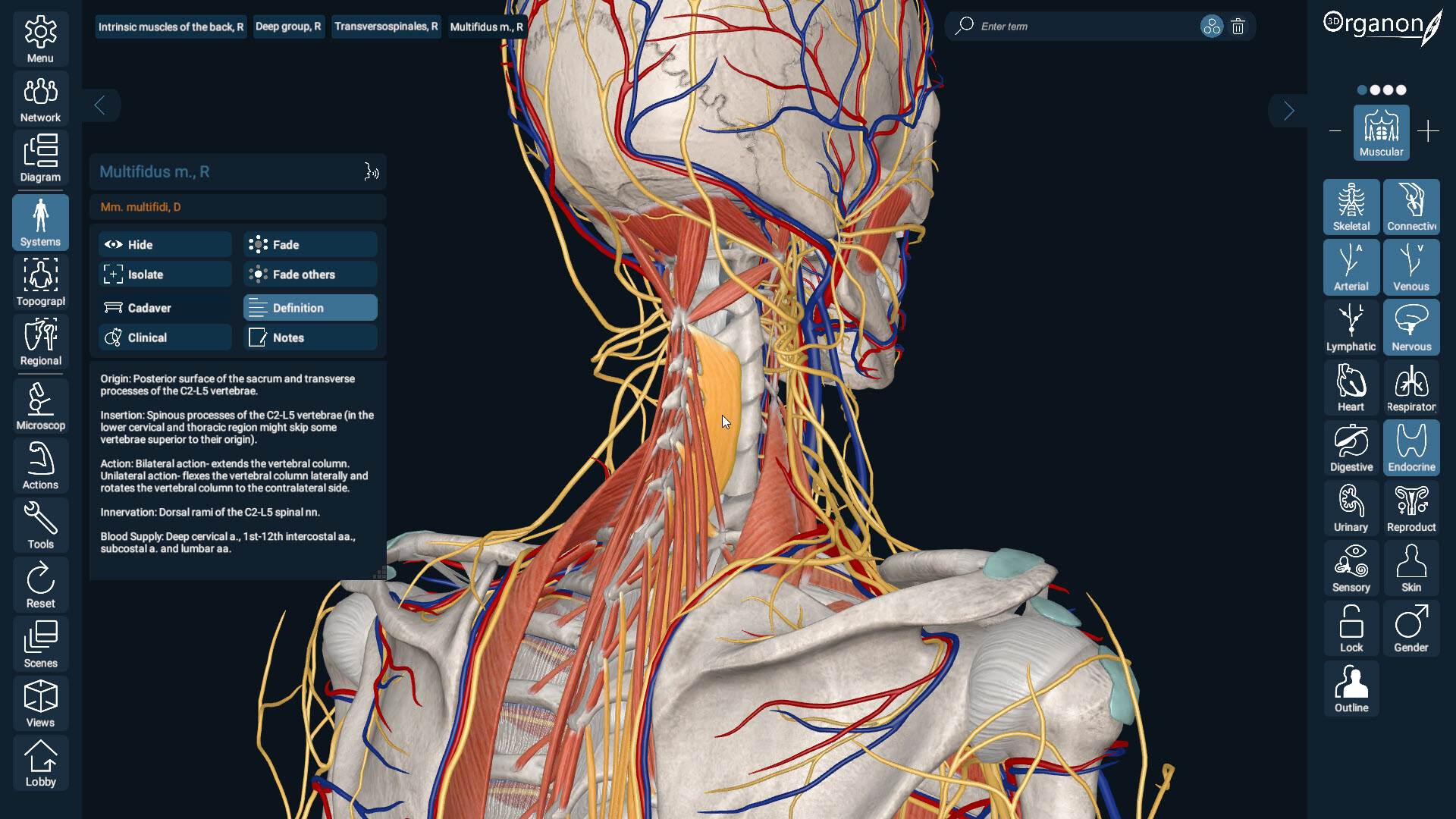 3D Organon Screenshot 2