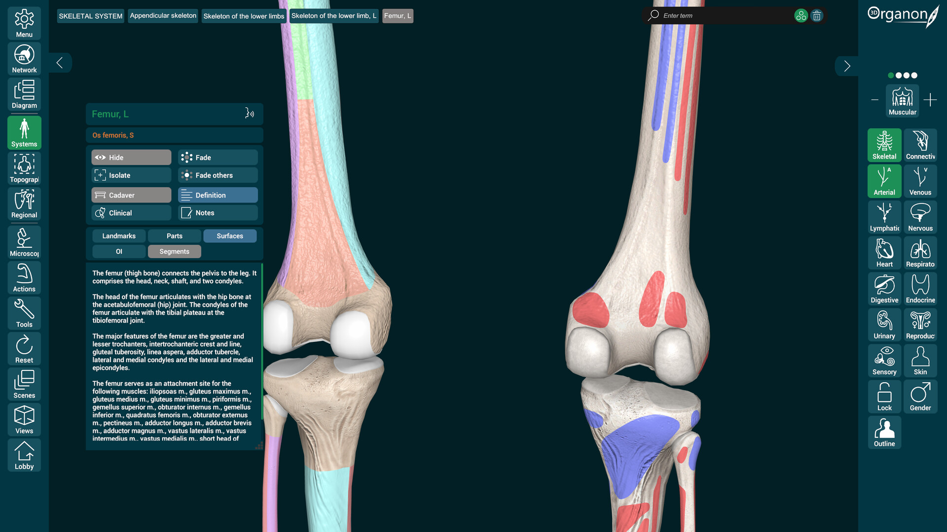 3D Organon Screenshot 5