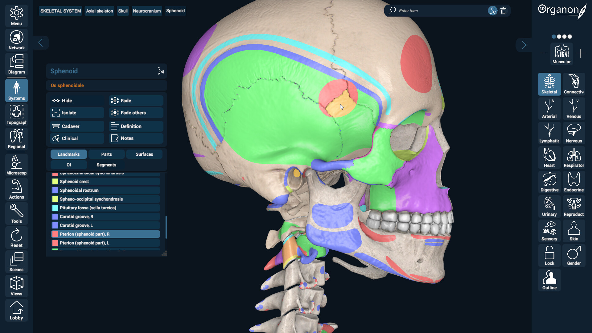 3D Organon Screenshot 1