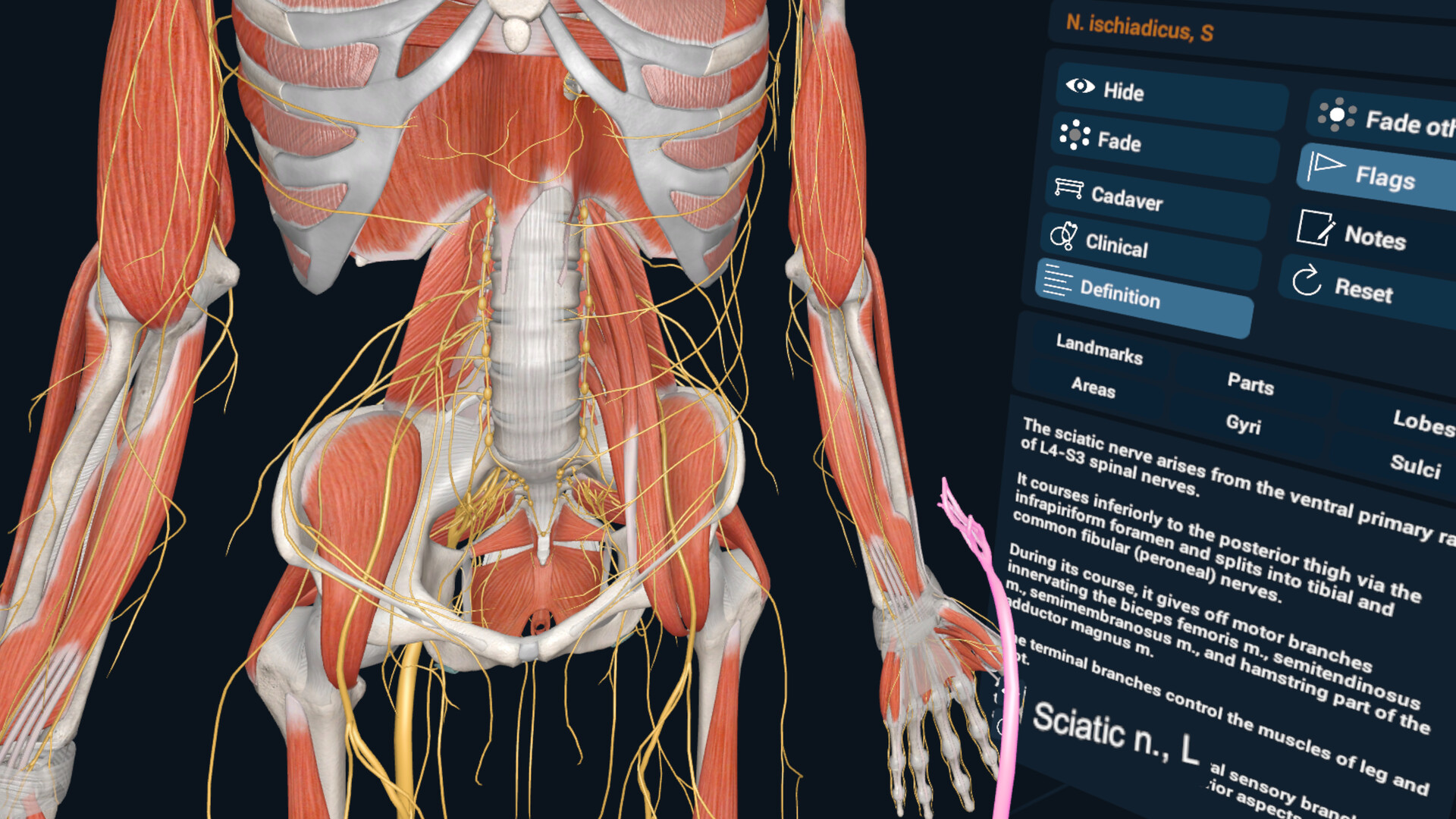 3D Organon XR Screenshot 3