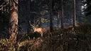 This Land Is My Land Screenshot 7