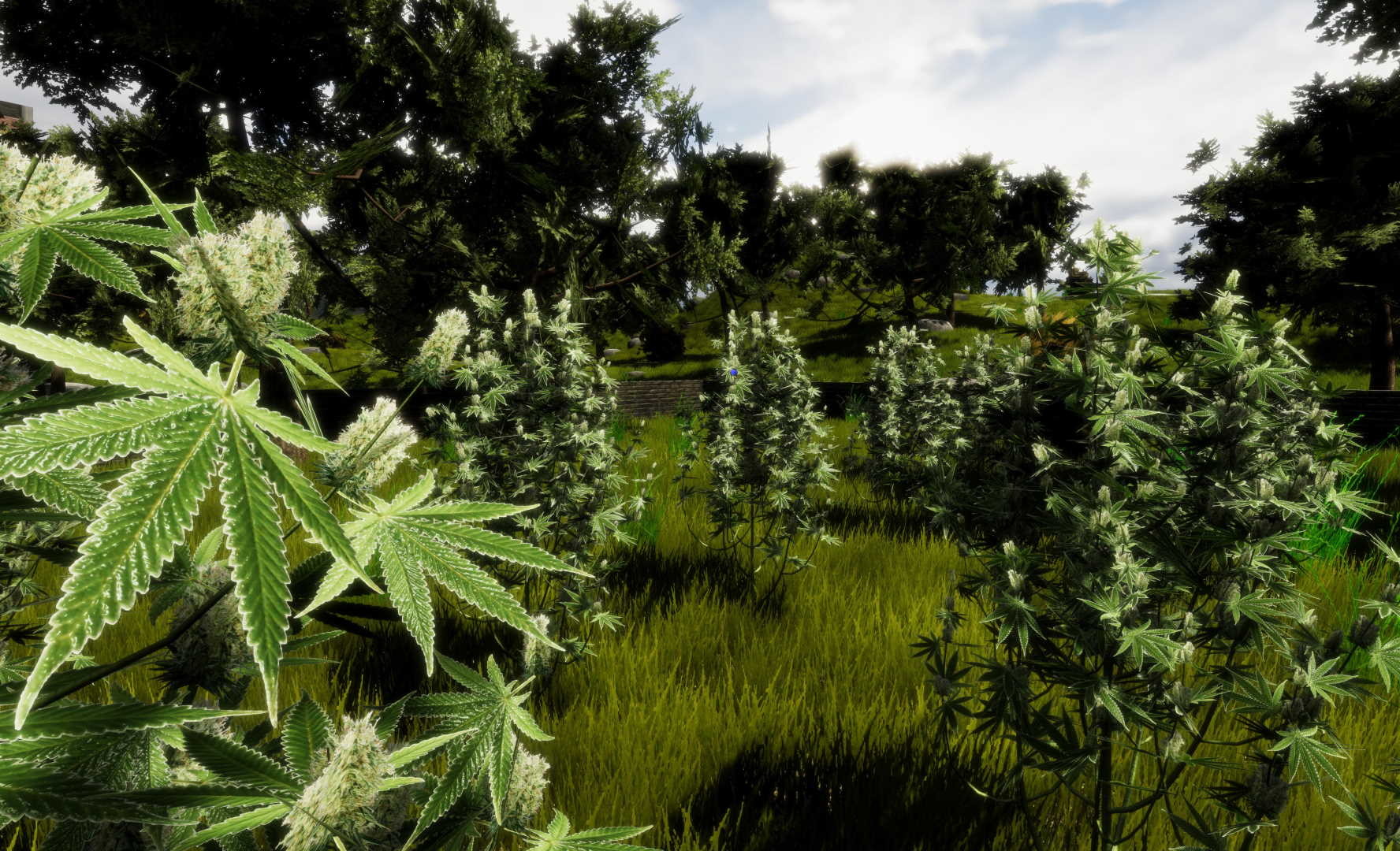 Medicinal Herbs - Cannabis Grow Simulator Screenshot 11