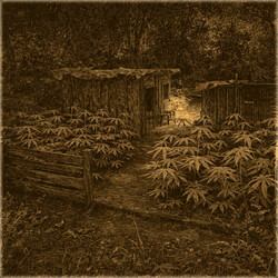 Hidden Grow Site icon