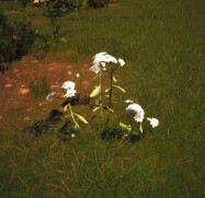 Spotted Hemlock icon