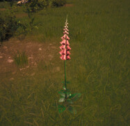 Purple Foxglove icon