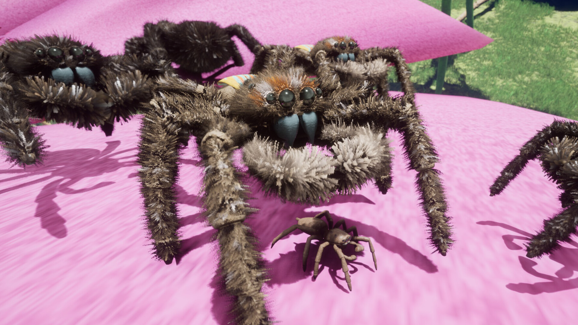 Drunk On Nectar - Peacock Jumping Spider Screenshot 0