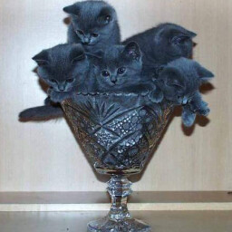 Survive 47 seconds icon