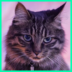 Survive 52 seconds icon