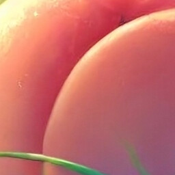 Peach Whisperer icon