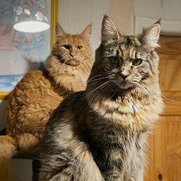 Found Raziel & Nebula icon