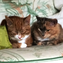 Found Puzzle & Ginger icon