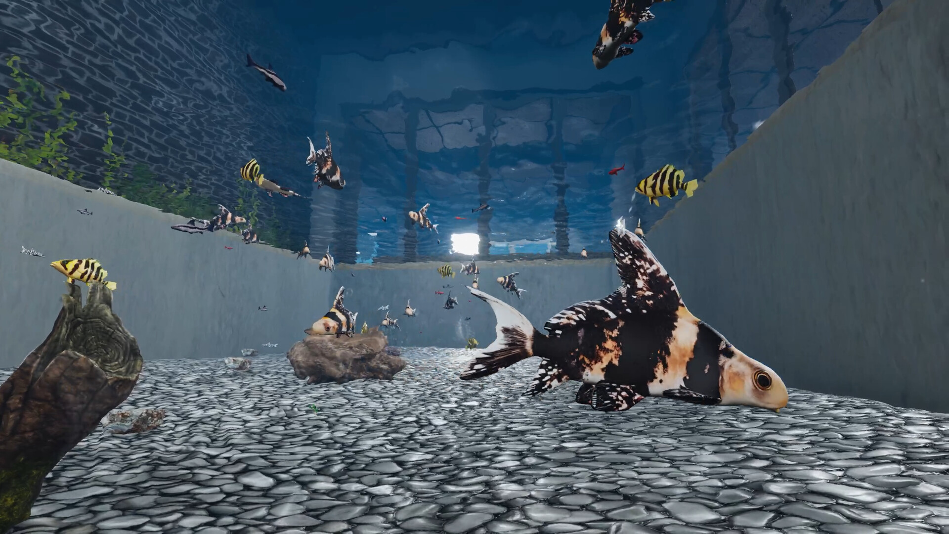 Aquarist - Asian Fish DLC Screenshot 2